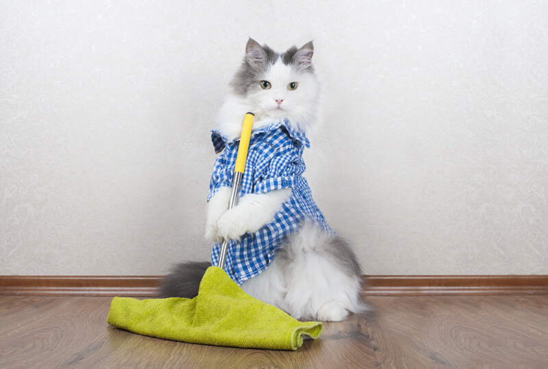 Gato limpiando